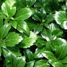 Wonderful Pachysandra Japanese Spurge 48 Garden Plant