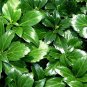 Wonderful Pachysandra Japanese Spurge 48 Garden Plant