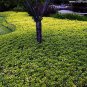 Wonderful Pachysandra Japanese Spurge 48 Garden Plant