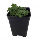 Wonderful Alchemilla Dwarf Ladys Mantle Perennial Garden Plant