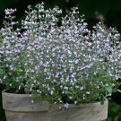 Wonderful Calamintha nepeta Marvelette Blue Catmint Perennial Garden Plant