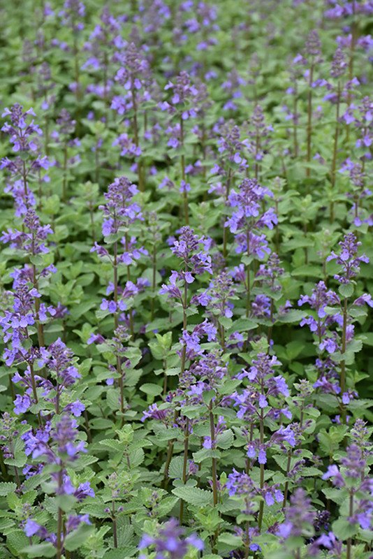 Wonderful Nepeta racemosa Blue Wonder Catmint Perennial Garden Plant