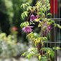 Wonderful Purple Clematis Garden Plant