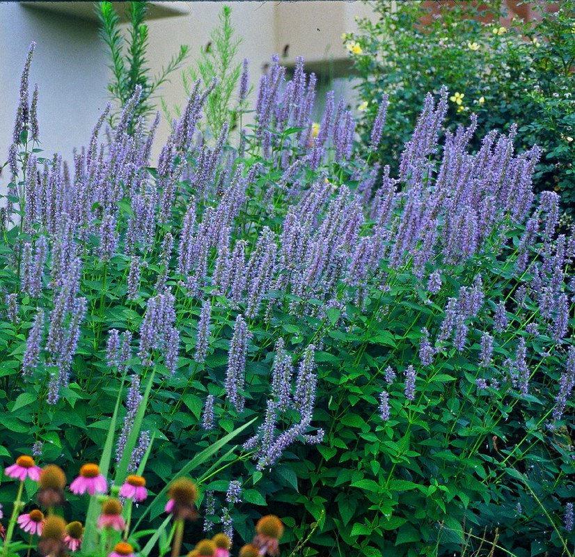 Wonderful Blue Fortune Hummingbird Mint Garden Plant