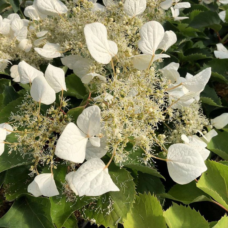 Wonderful Schizophragma False Hydrangea Garden Plant