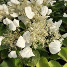 Wonderful Schizophragma False Hydrangea Garden Plant