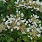 Wonderful Schizophragma False Hydrangea Garden Plant