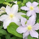 Wonderful Riviera Clematis Vine Powder Blue Garden Plant
