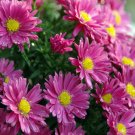 Wonderful Carmine Red Fall Blooming Perennial Garden Plant