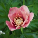 Wonderful Old Rose Dandy Peony Intersectional Garden Plant