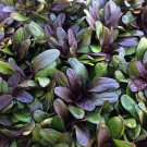 Wonderful Multicolor Ajuga reptans Carpet Bugle Garden Plant