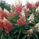 Wonderful Pinky Winky Hydrangea Bush Garden Plant