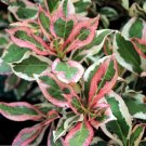 Wonderful Weigela My Monet A Poetic Beauty Foliage Flowers Garden Plant