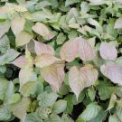 Wonderful Red Beauty Kolomikta Kiwi Female Actinidia Garden Plant