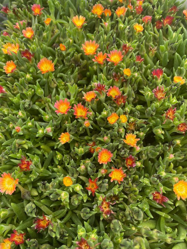 Wonderful Delosperma Jewel of the Desert Ruby Ice Garden Plant