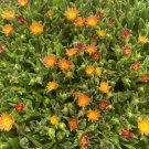 Wonderful Delosperma Jewel of the Desert Ruby Ice Garden Plant