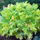 Wonderful Heuchera Lime Marmalade Coral Bells Garden Plant