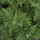 Wonderful Artemisia gmelinii SunFern Arcadia Perennial Garden Plant