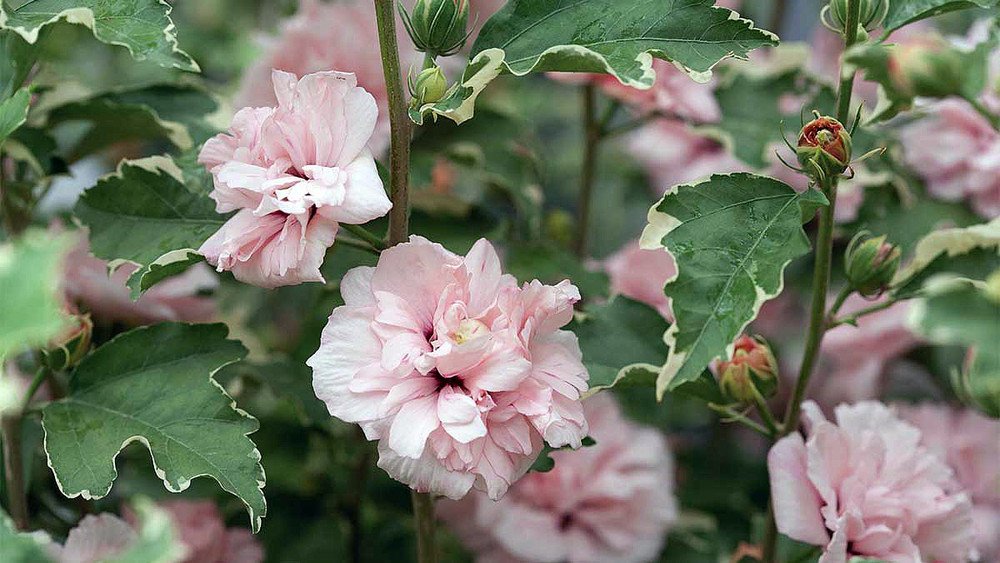 Wonderful Hibiscus Rose of Sharon Creamy White Tips Garden Plant