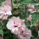 Wonderful Hibiscus Rose of Sharon Creamy White Tips Garden Plant
