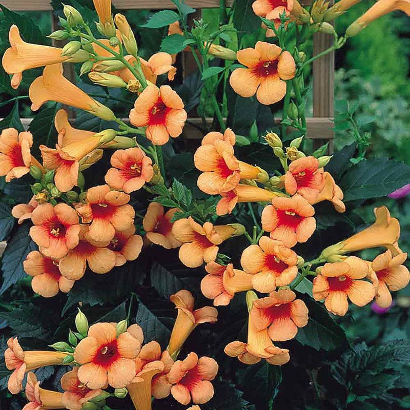 Wonderful Campsis Indian Summer Trumpet Vine Garden Plant