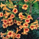 Wonderful Campsis Indian Summer Trumpet Vine Garden Plant