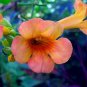 Wonderful Campsis Indian Summer Trumpet Vine Garden Plant