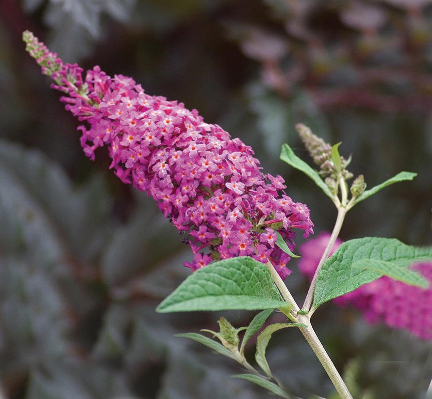 Wonderful Buddleia Miss Ruby Butterfly Bush Garden Plant