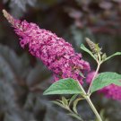 Wonderful Buddleia Miss Ruby Butterfly Bush Garden Plant