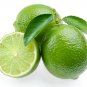 Wonderful Persian Lime Tree Garden Plant