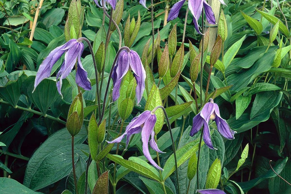 Wonderful Solitary Clematis integrifolia Garden Plant