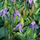 Wonderful Solitary Clematis integrifolia Garden Plant