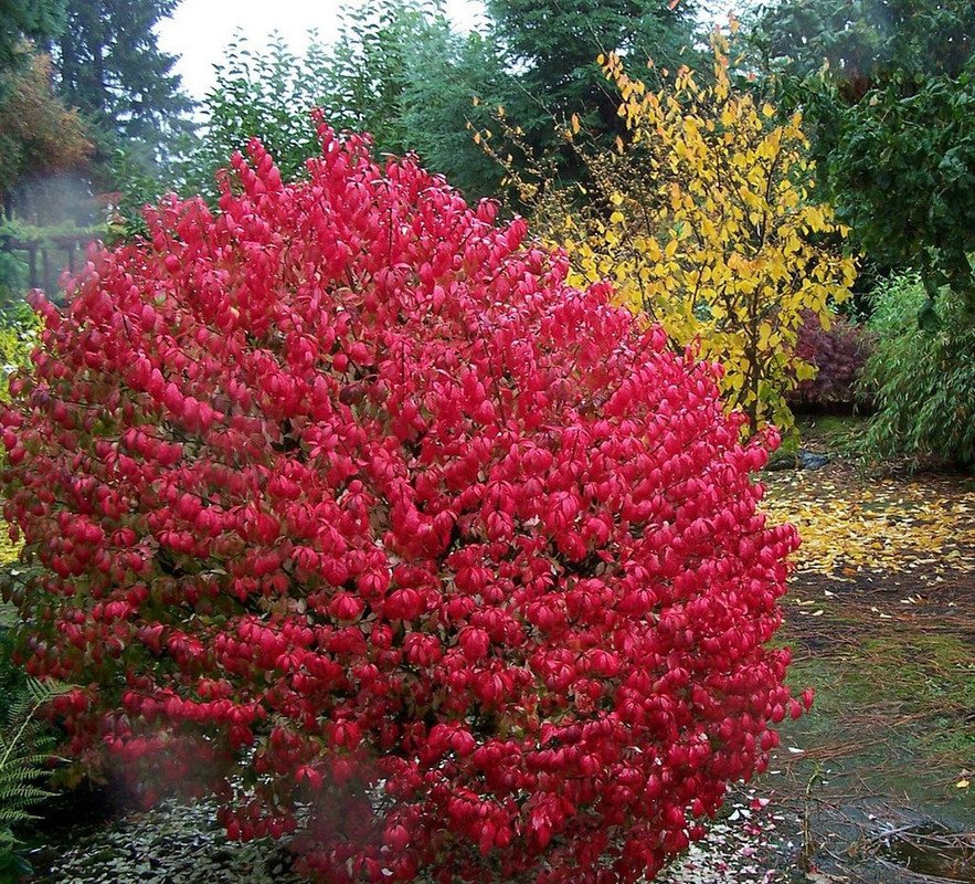 Wonderful Euonymus alatus Fire Ball Select Burning Bush Garden Plant