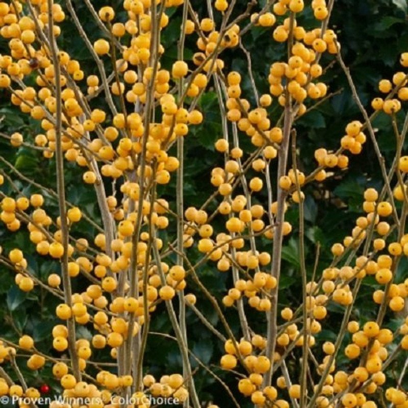 Wonderful Winterberry Holly Garden Plant
