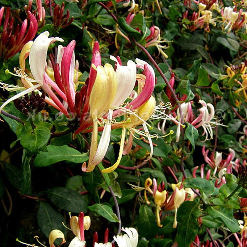 Wonderful Lonicera Serotina Belgica Honeysuckle Vine Late Dutch Garden Plant