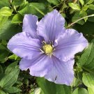 Wonderful Will Goodwin Clematis Vine Purple Garden Plant