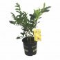 Wonderful Meyer Lemon Tree Garden Plant