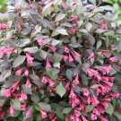 Wonderful Midnight Wine Shine Weigela Garden Plant