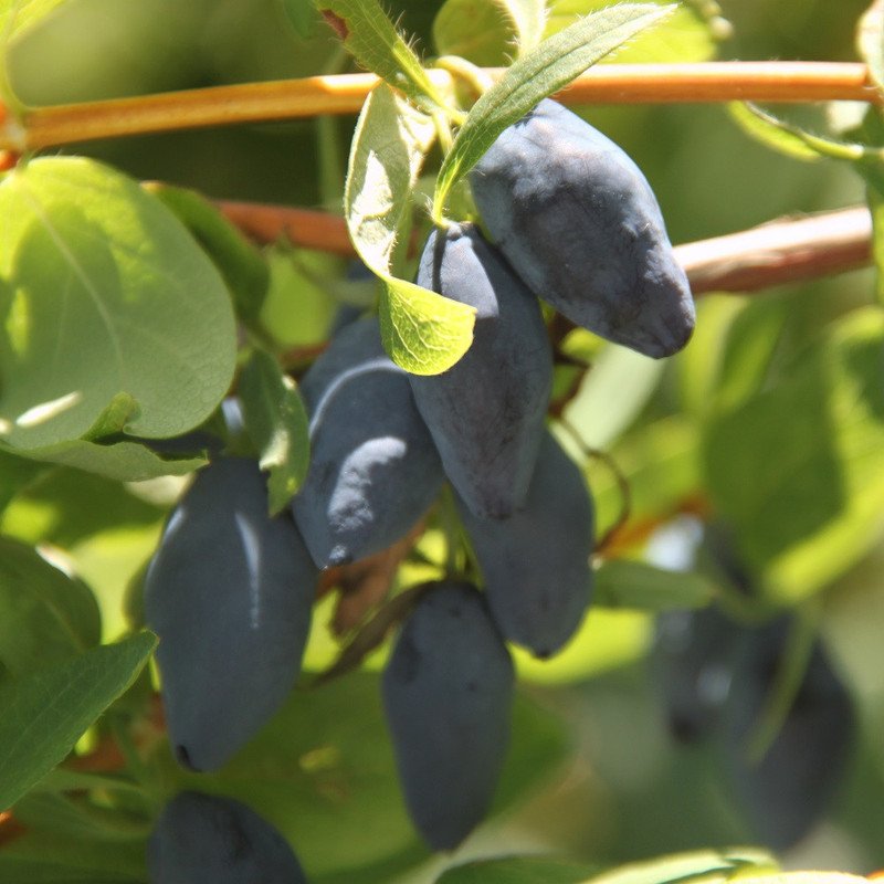 Wonderful Japanese Haskap Lonicera Garden Plant