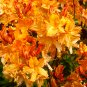 Wonderful Deciduous Exbury Azalea Golden Lights Garden Plant
