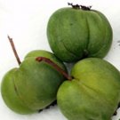 Wonderful Hardy Chang Bai Kiwi Garden Plant
