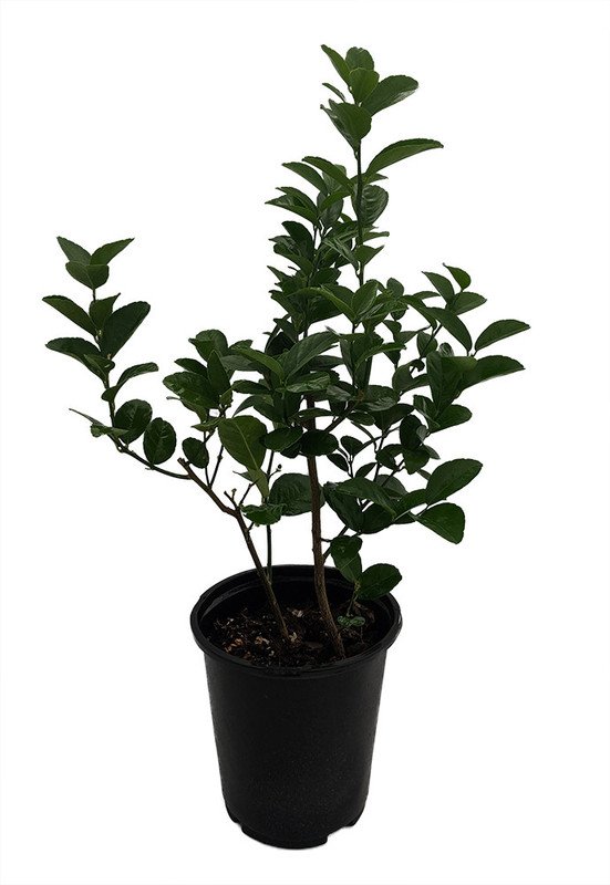 Wonderful Hirts Key Lime Tree Garden Plant