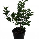 Wonderful Hirts Key Lime Tree Garden Plant