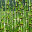 Wonderful Equisetum Prehistoric Horsetail Rush Garden Plant
