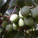 Wonderful Hirts Hardy Meader Kiwi Actinidia Garden Plant