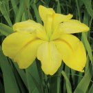Wonderful Fallen Heroes Series Jeff Bowen Hardy Iris Garden Plant