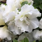 Wonderful Double White Azalea Garden Plant