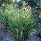 Wonderful Miscanthus sinensis Strictus Zebra Grass Perennial Garden Plant
