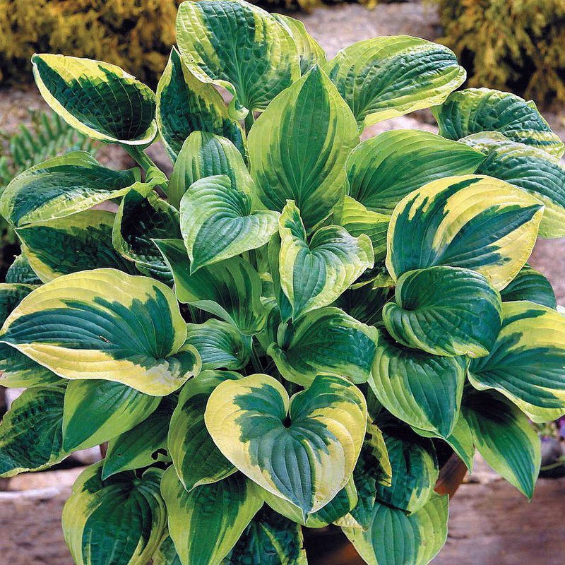 Wonderful Brim Cup Hosta Puckered Texture Garden Plant