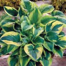 Wonderful Brim Cup Hosta Puckered Texture Garden Plant